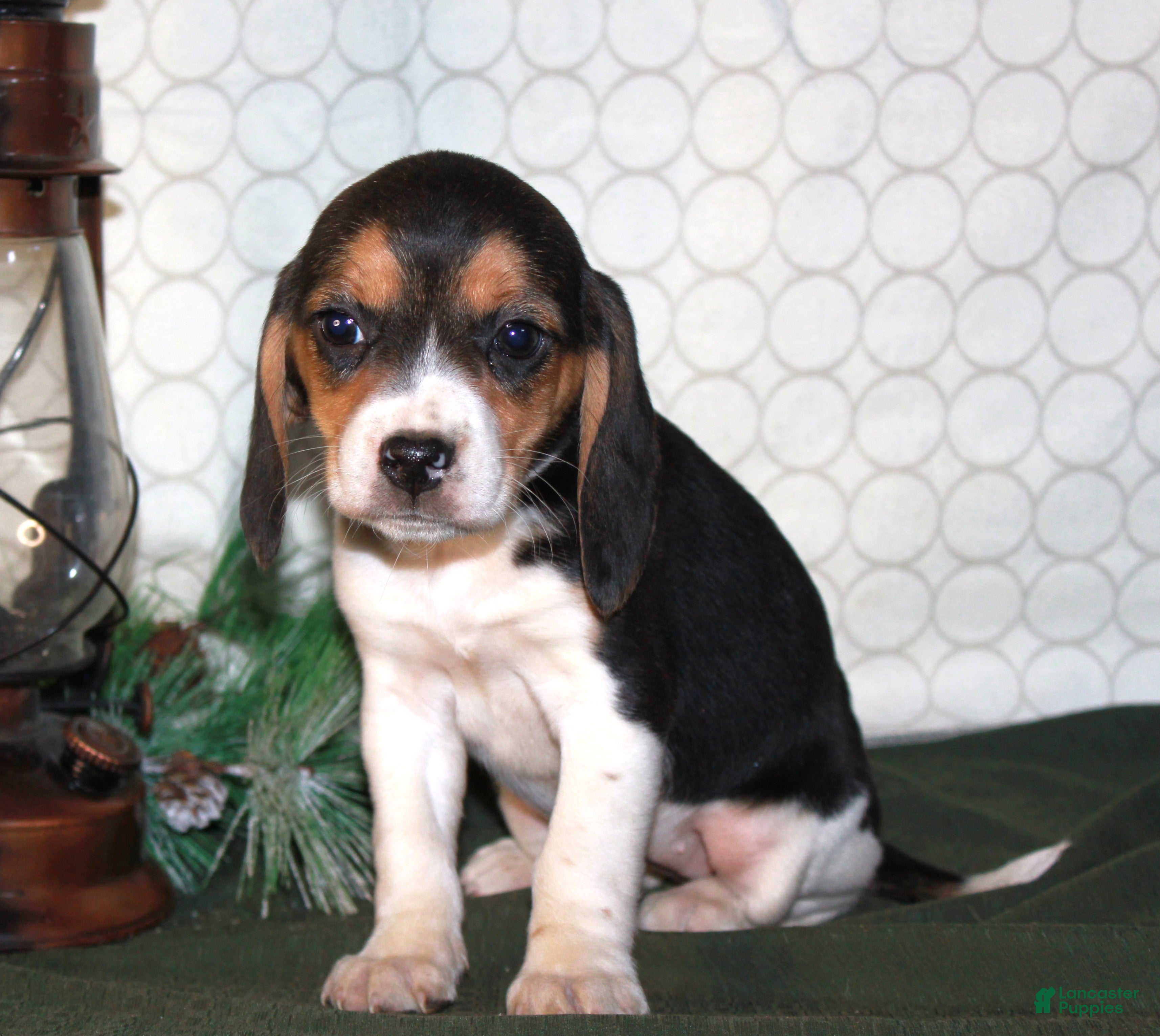 Beagle dogs Mia - Ad 13