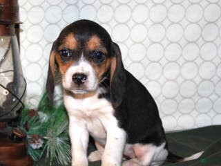 Beagle dogs Mia - Ad 13