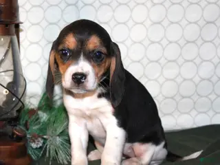 Beagle dogs Mia - Ad 9