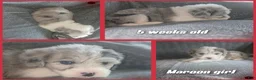 Sheepadoodle dogs for sale: Lily- maroon - Ad 2