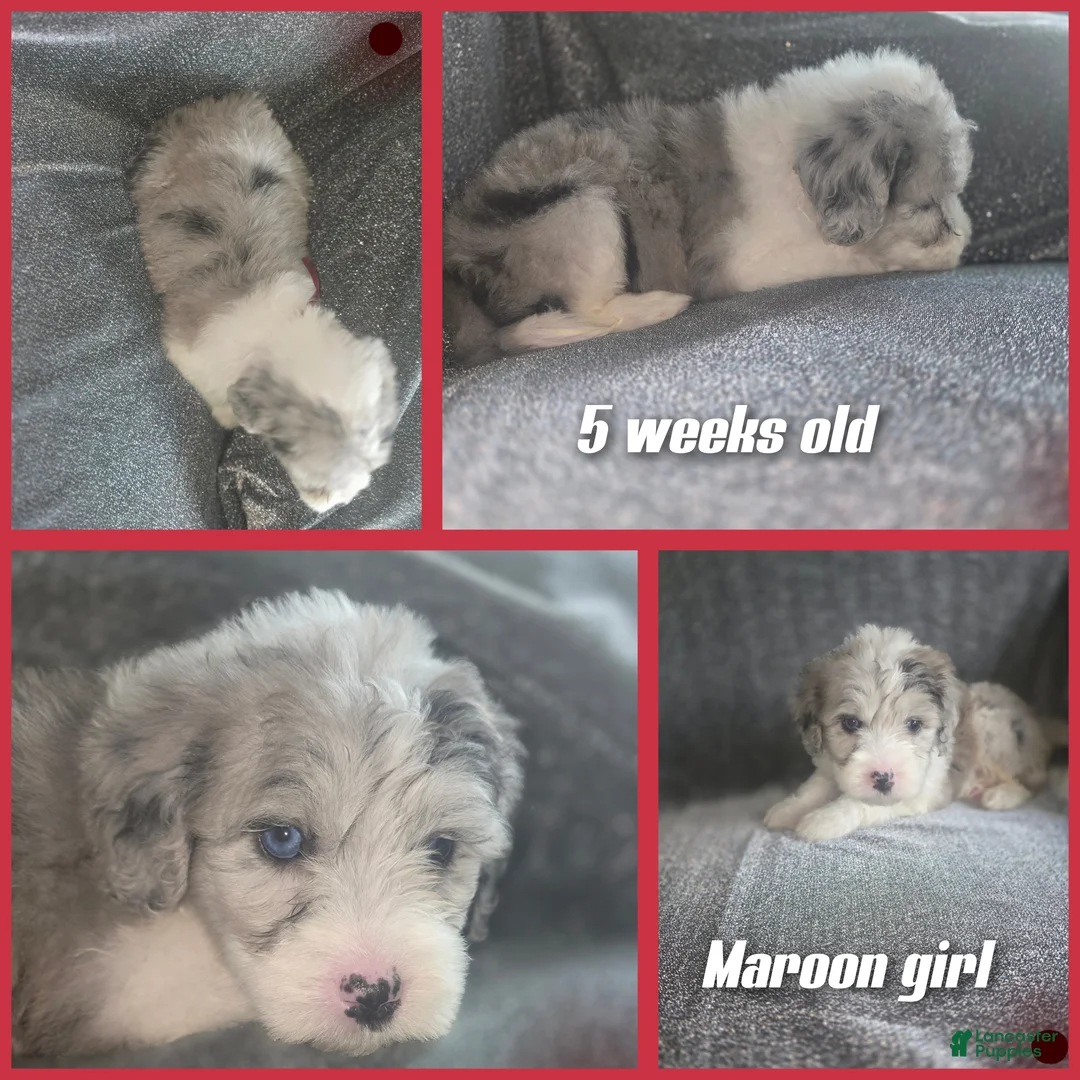 Sheepadoodle dogs for sale: Lily- maroon - Ad 2