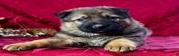 German Shepherd dogs for sale: Branson - Ad 1