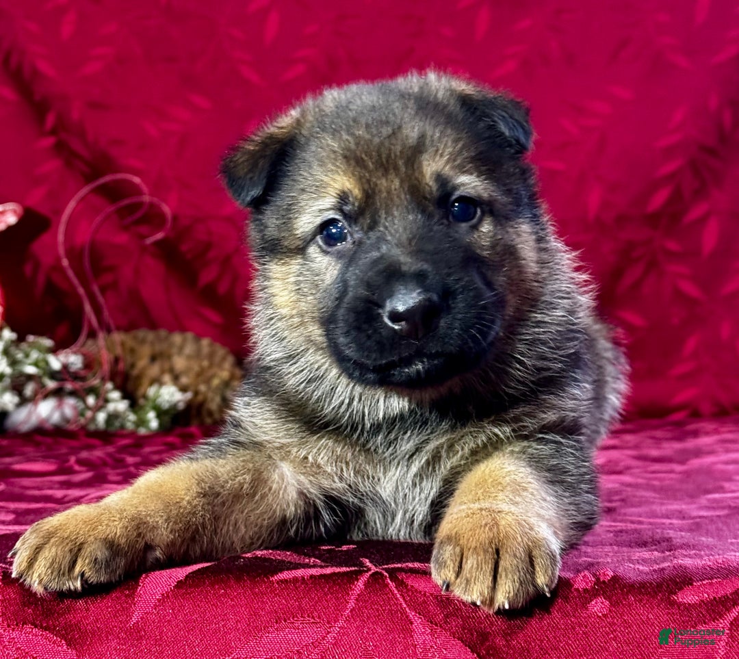 German Shepherd dogs for sale: Branson - Ad 1