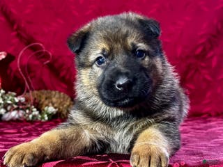 German Shepherd dogs for sale: Branson - Ad 2