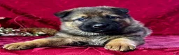 German Shepherd dogs for sale: Branson - Ad 15