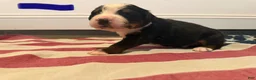 Bernese Mountain Dog dogs for sale: Blue - Ad 9