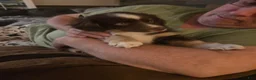 Miniature Australian Shepherd dogs for sale: Miniature Australian Shepherd 1 - Ad 3