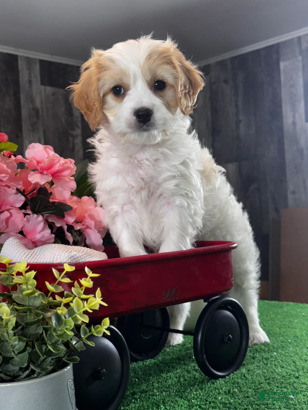 Cavachon dogs for sale: Vegas - Ad 2