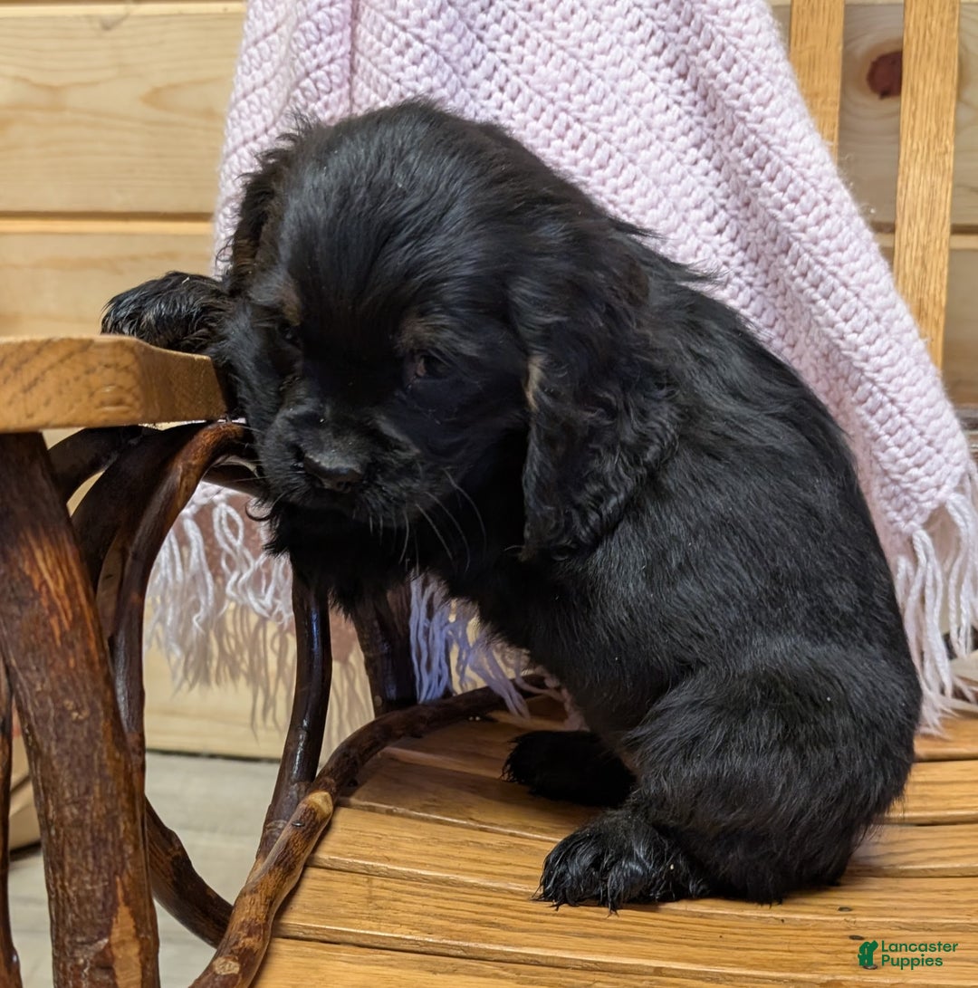 Cocker Spaniel dogs for sale: Whisper - Ad 2