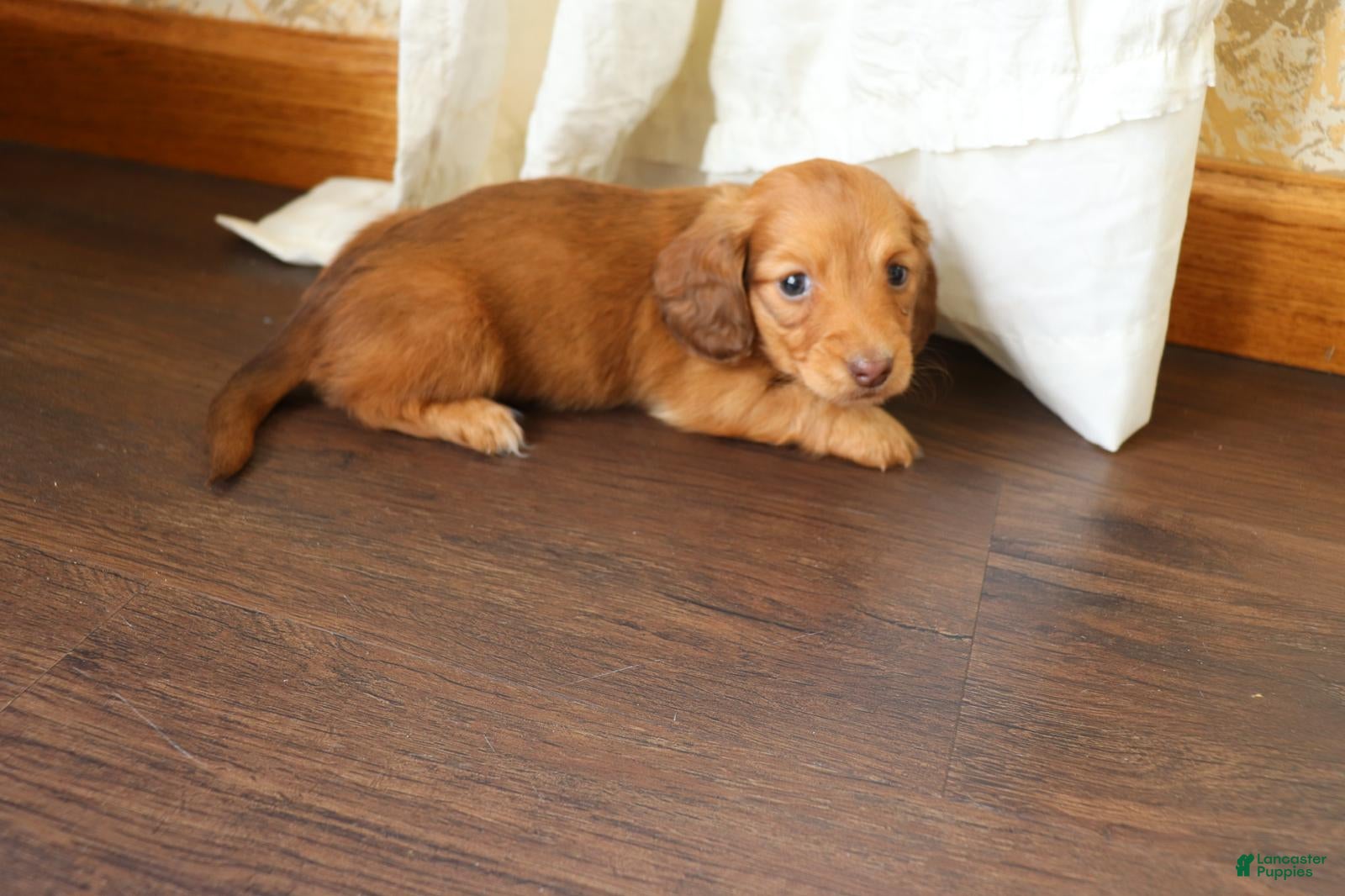 Dachshund dogs Molly - Ad 2