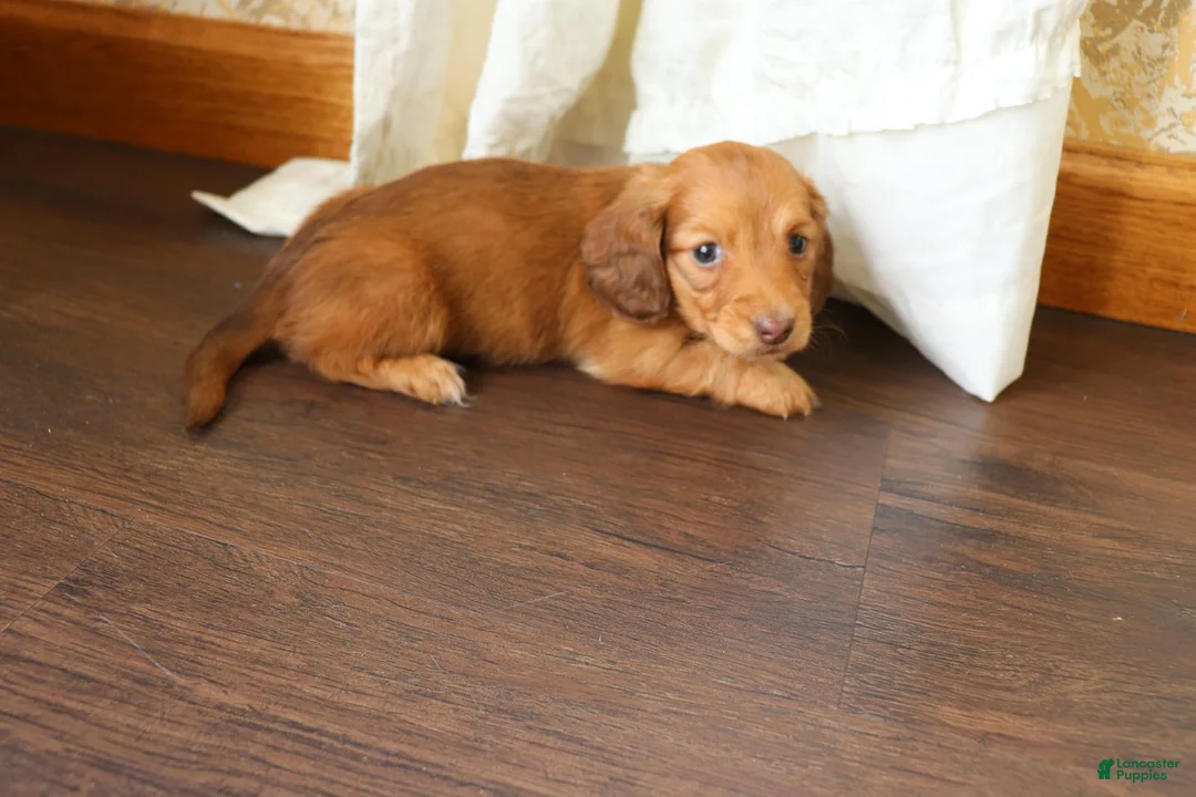 Dachshund dogs for sale: Molly - Ad 2