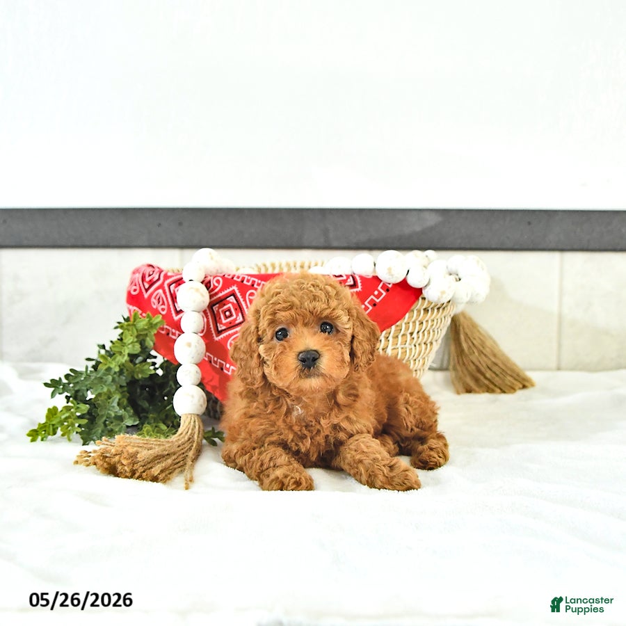 Toy Poodle dogs Oliver - Ad 2