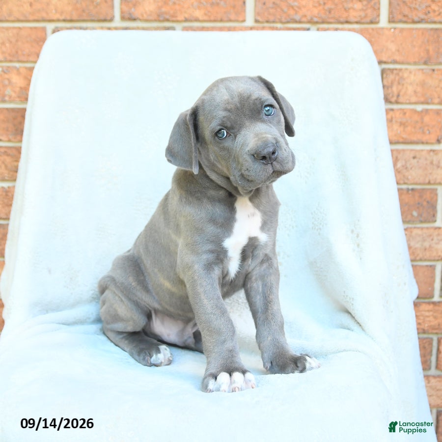 Cane Corso dogs Drake - Ad 2