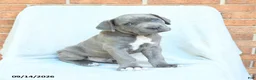 Cane Corso dogs for sale: Drake - Ad 2