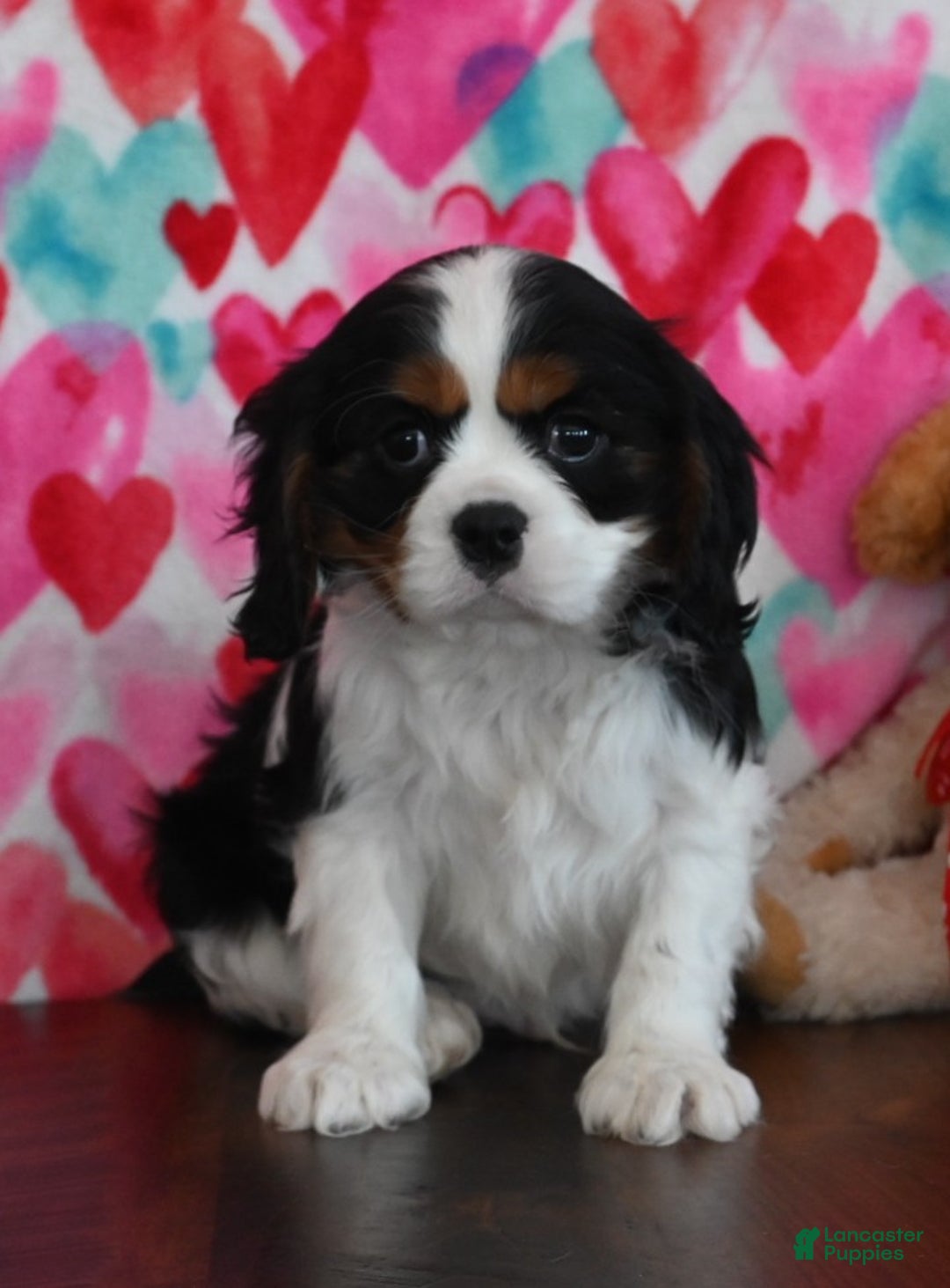 Cavalier King Charles Spaniel dogs for sale: Ricky - Ad 1