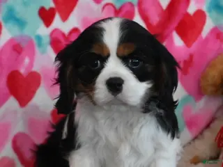 Cavalier King Charles Spaniel dogs Ricky - Ad 29