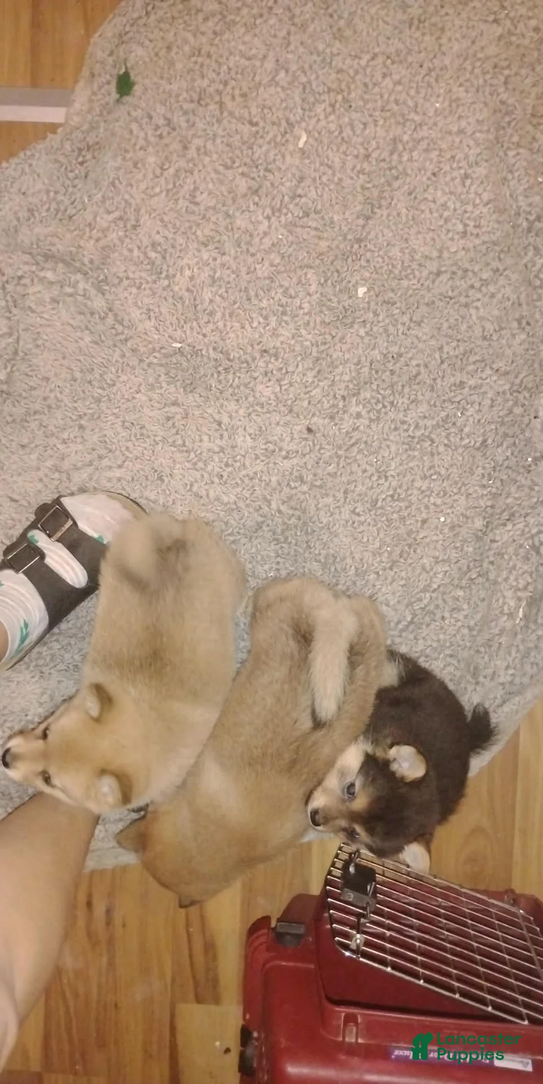 Mixed Breed dogs for sale: Mixed Breed Puppy 1 - Ad 2