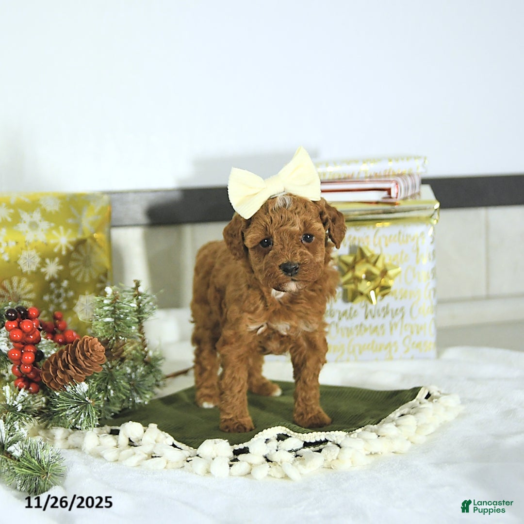 Toy Poodle dogs for sale: Ellie - Ad 9