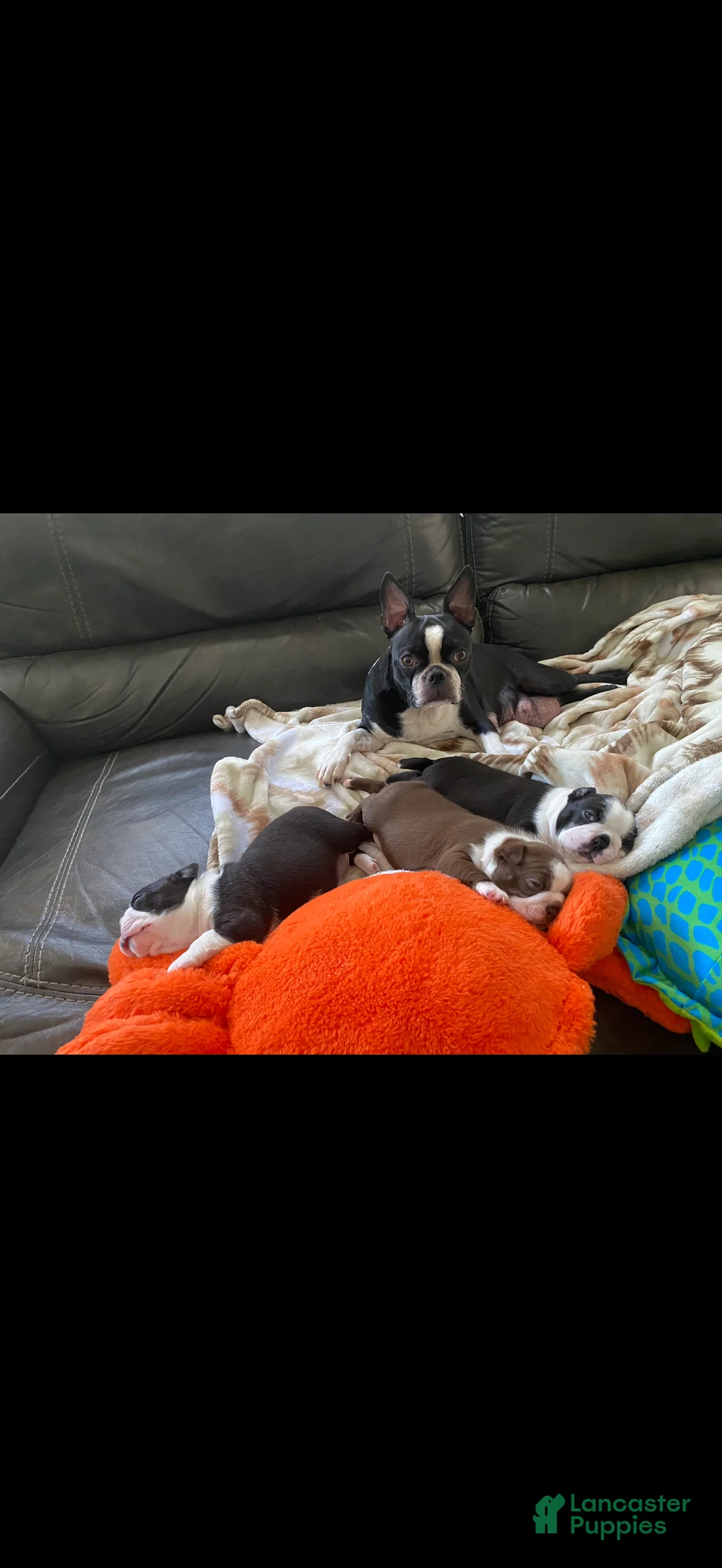 Boston Terrier dogs for sale: Boston Terrier 1 - Ad 2