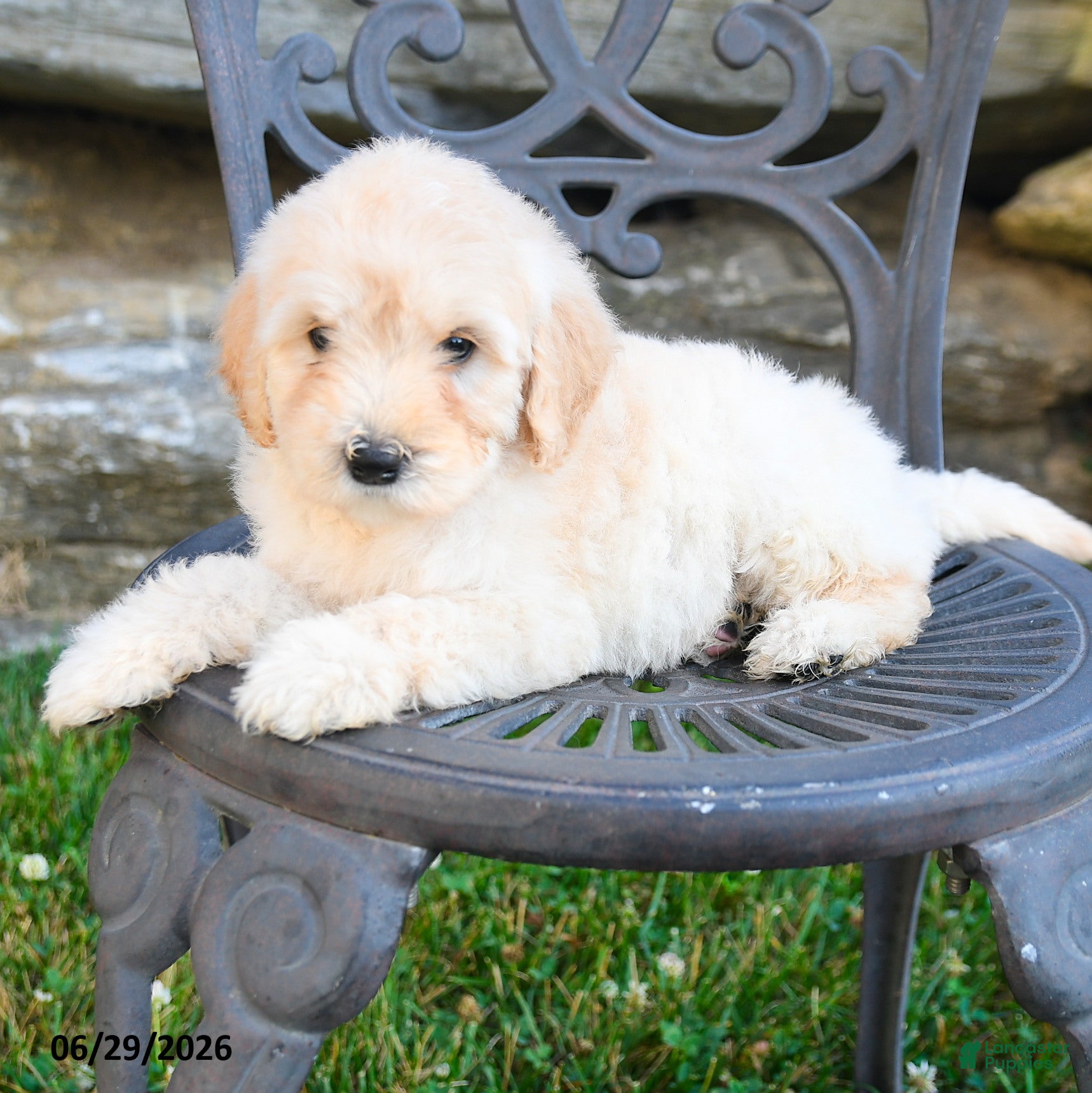 Mini Goldendoodle dogs Karen - Ad 2