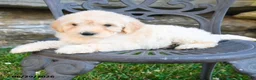 Mini Goldendoodle dogs for sale: Karen - Ad 2