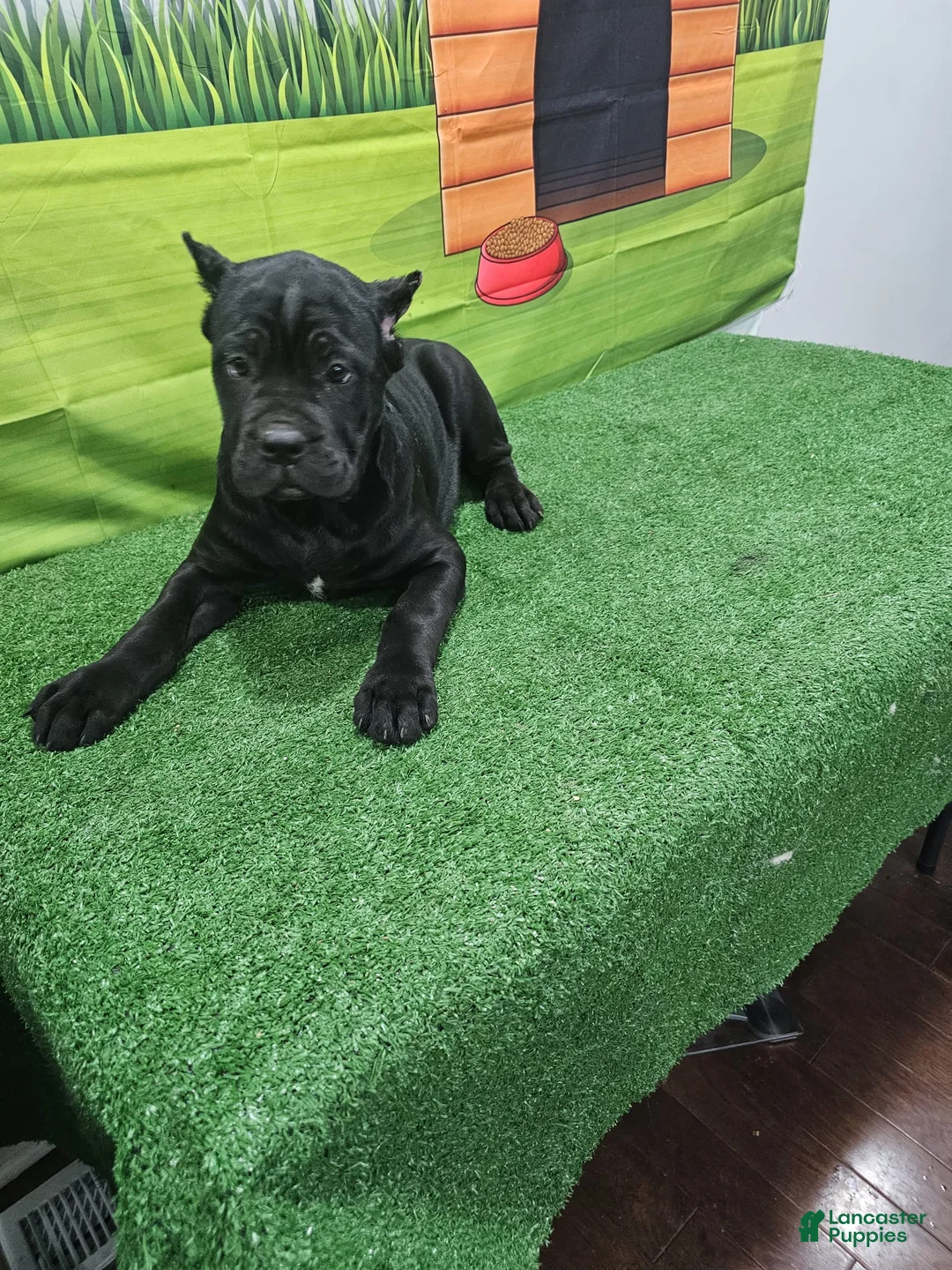 Cane Corso dogs for sale: GIZZEL - Ad 5