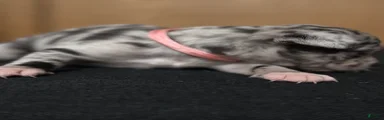 Chihuahua 3