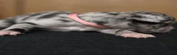 Chihuahua dogs for sale: Chihuahua 3 - Ad 1