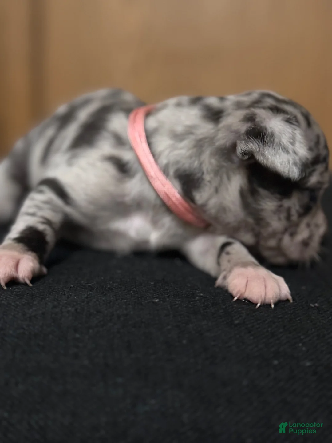 Chihuahua dogs for sale: Chihuahua 3 - Ad 1