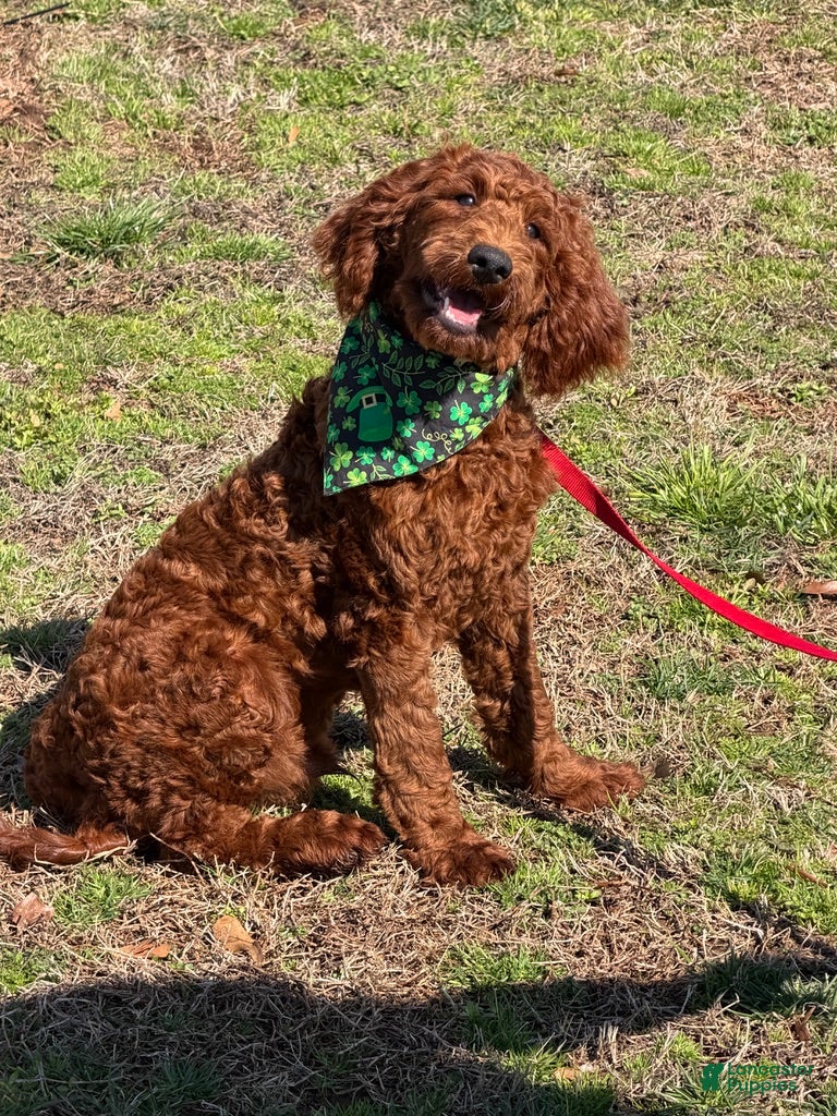 Mini Goldendoodle dogs Rip - Ad 22