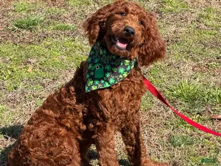 Mini Goldendoodle dogs Rip - Ad 22