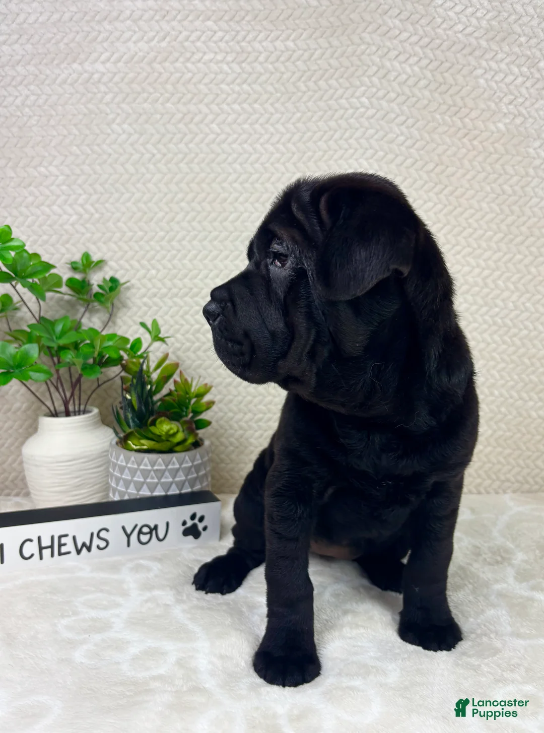 Mini Hippo dogs for sale: Mini Hippo Puppy 2 - Ad 5