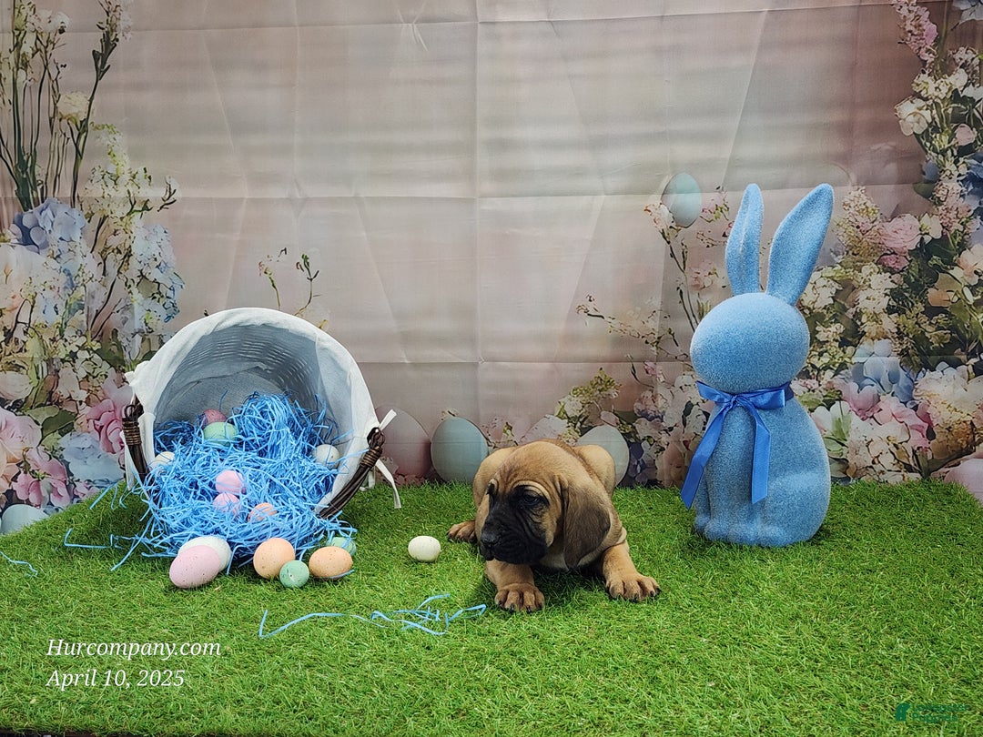 Mixed Breed dogs for sale: 2025 Bloodahoula Male 1 "Huck" - Ad 14