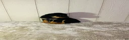 Rottweiler dogs for sale: Rottweiler 2 - Ad 16
