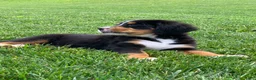 Bernese Mountain Dog dogs for sale: Pluto - Ad 8