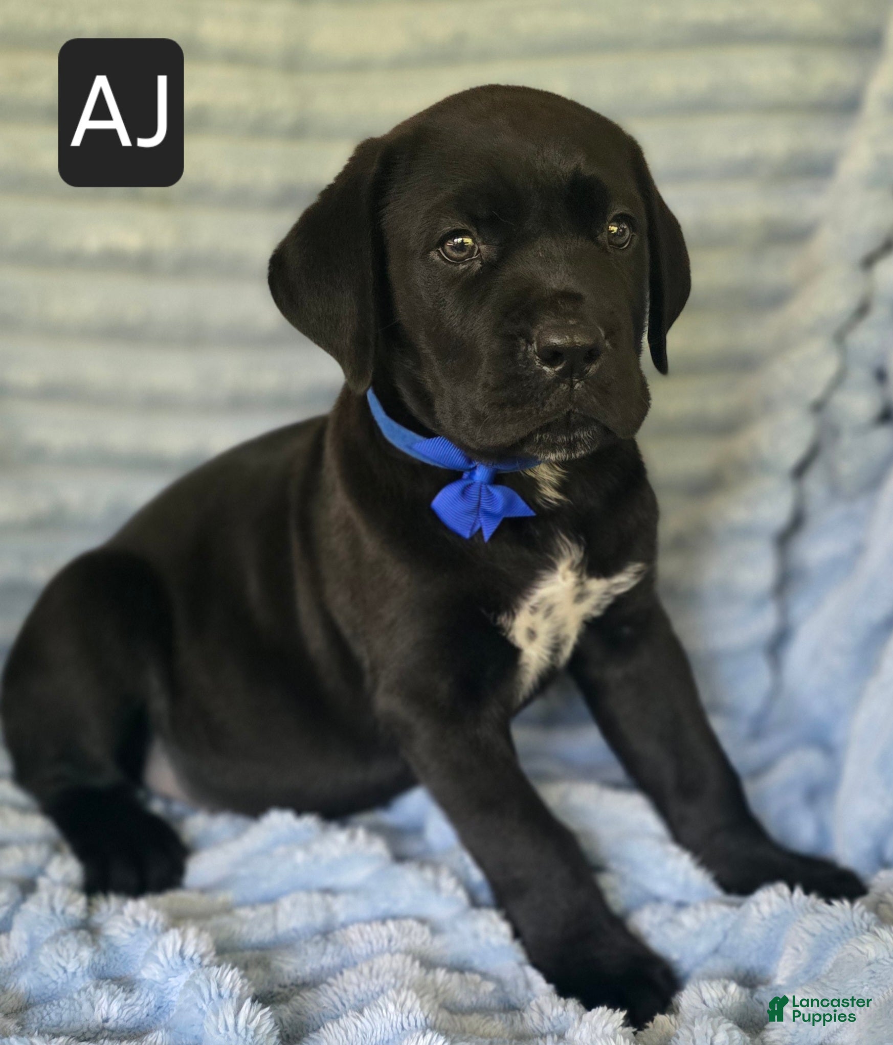 Cane Corso dogs AJ - Ad 1