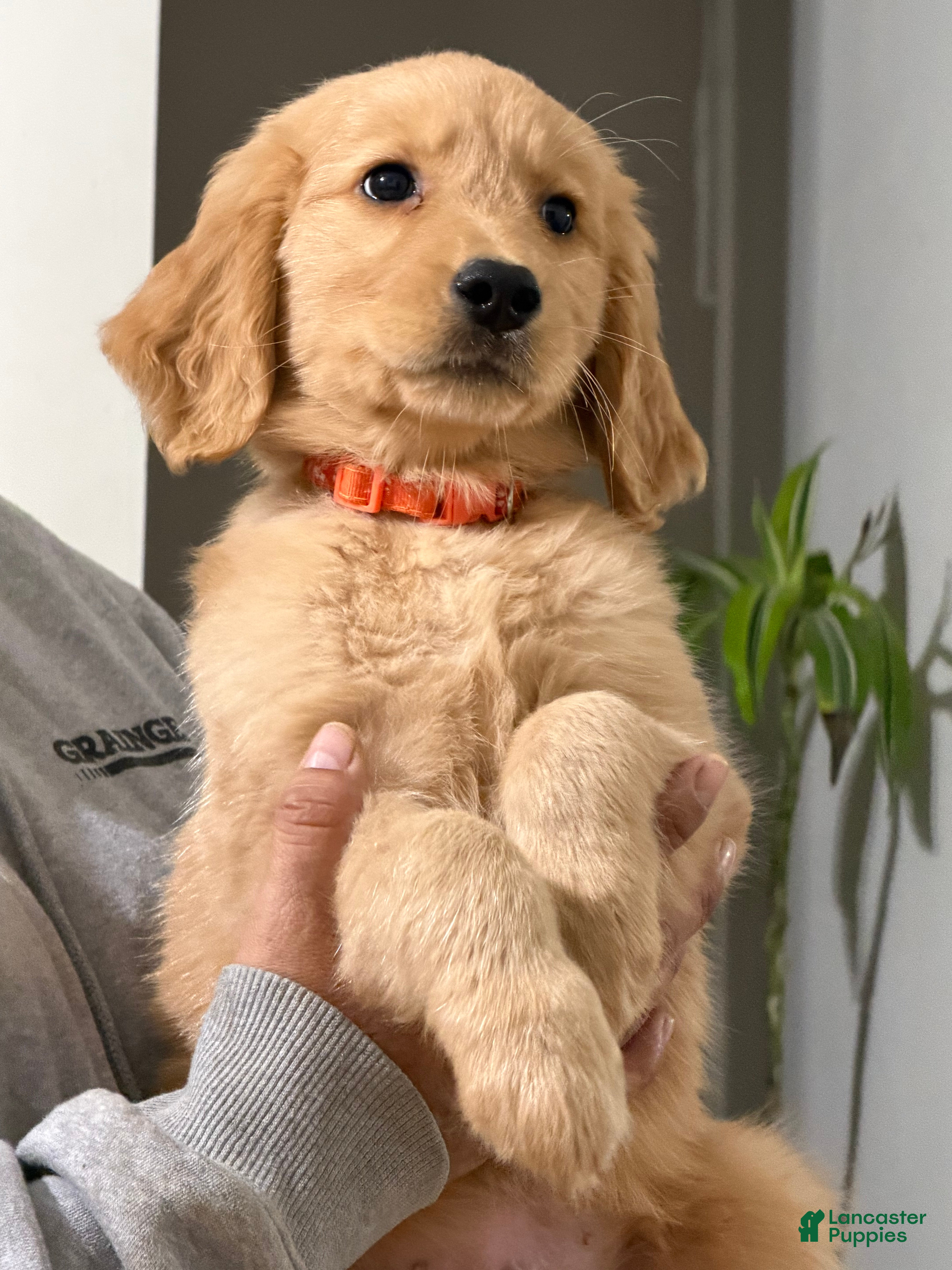 Golden Retriever dogs Cooper - Ad 1