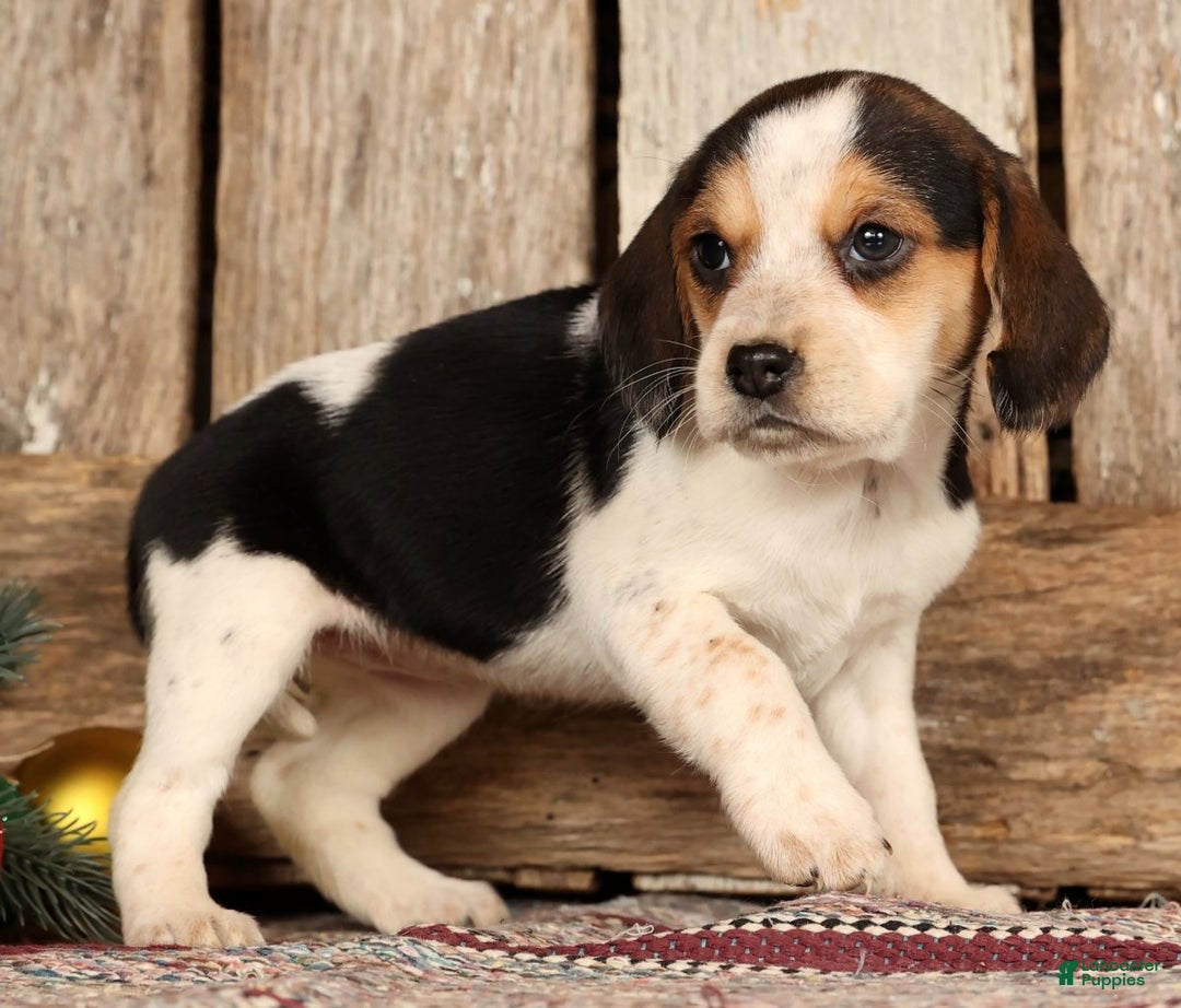Beagle dogs for sale: Joy - Ad 4
