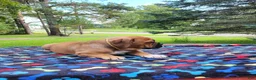 Mixed Breed dogs for sale: ZION - Ad 2