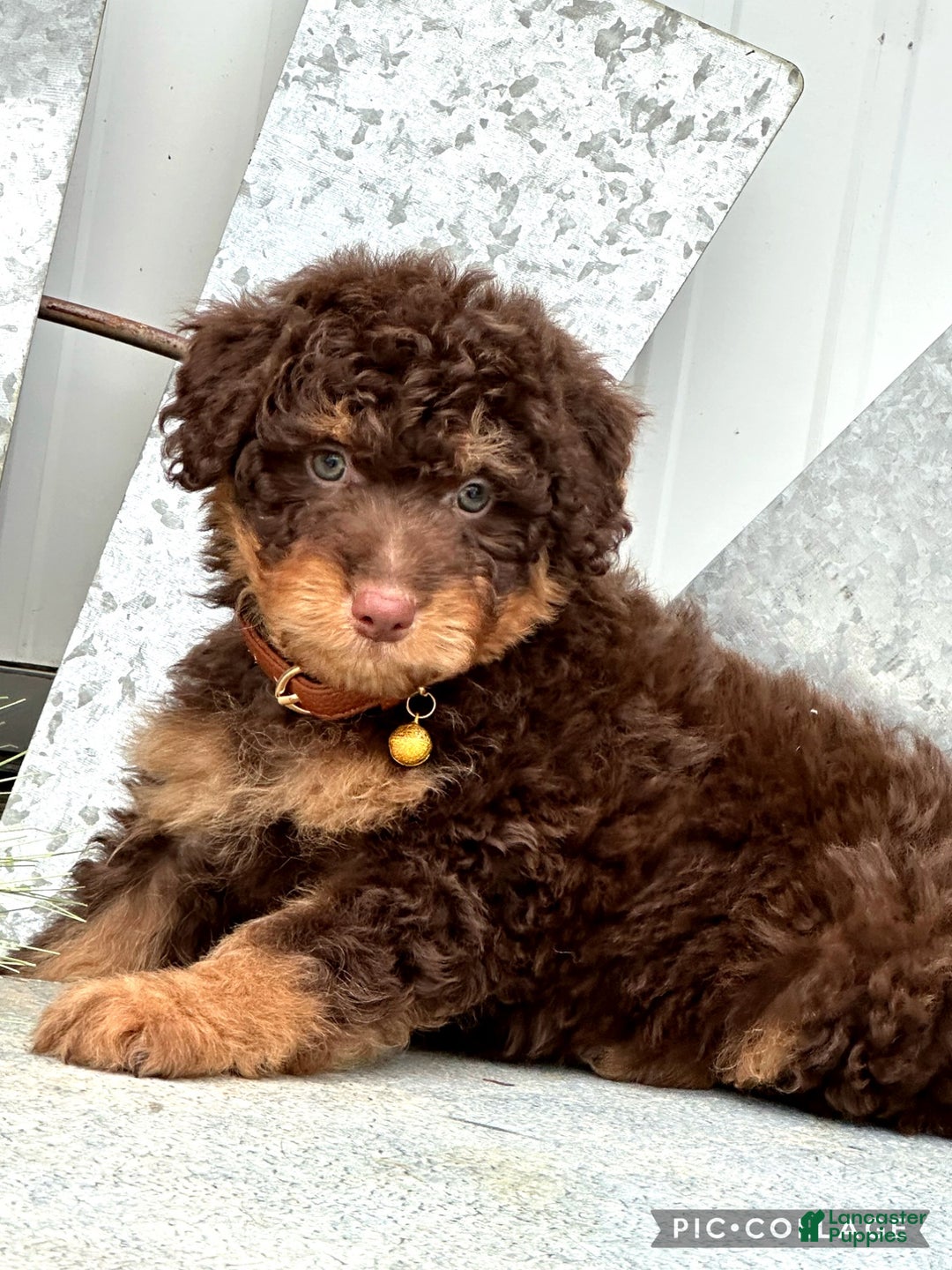 Aussiedoodle dogs for sale: Laredo - Ad 2