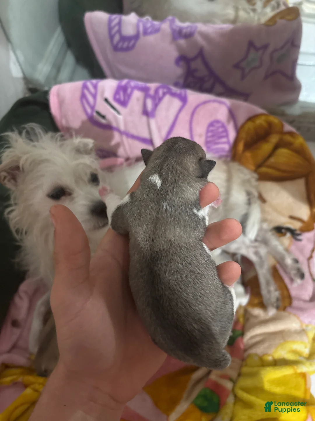 Jack Chi dogs for sale: Jack Chi Puppy 4 - Ad 2