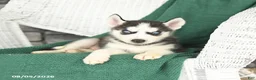 Siberian Husky dogs for sale: Victor - Ad 3