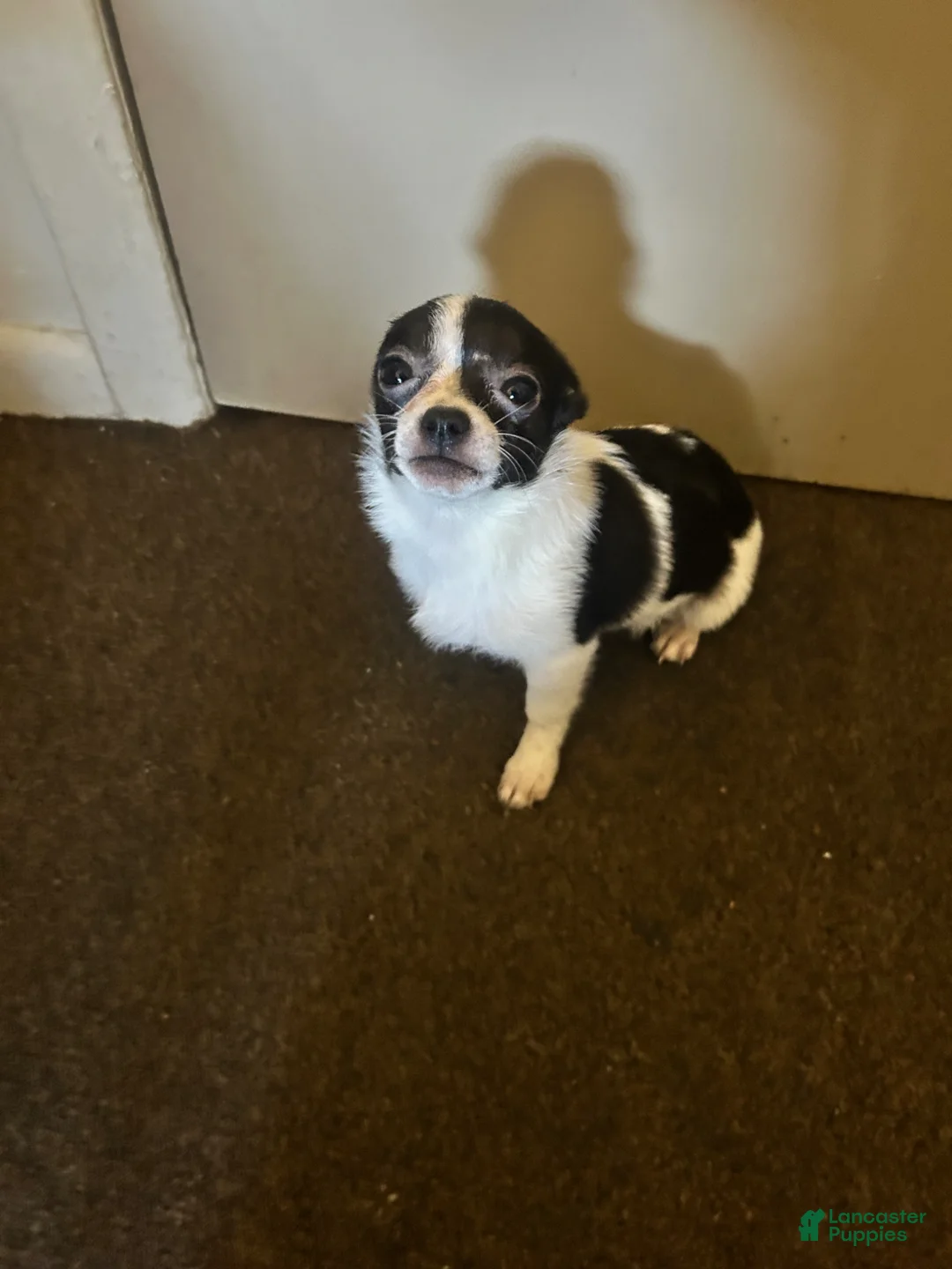 Chihuahua dogs for sale: Sky - Ad 2