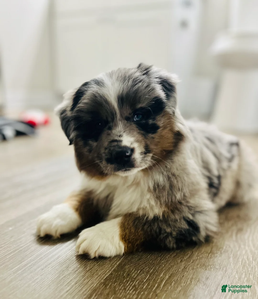Miniature Australian Shepherd dogs for sale: Zuko - Ad 3
