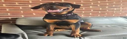 Rottweiler dogs for sale: Nova - Ad 6