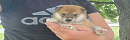 Shiba Inu dogs for sale: Freedom - Ad 12