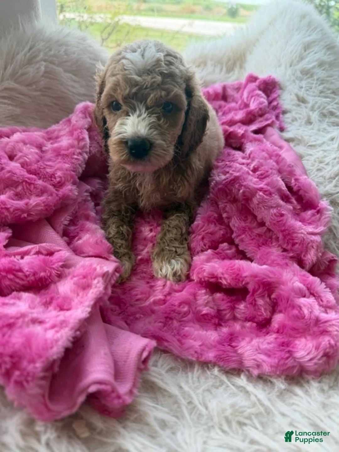 Mini Goldendoodle dogs for sale: Ginger - Ad 2
