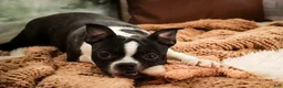 Boston Terrier dogs for sale: Howie - Ad 8