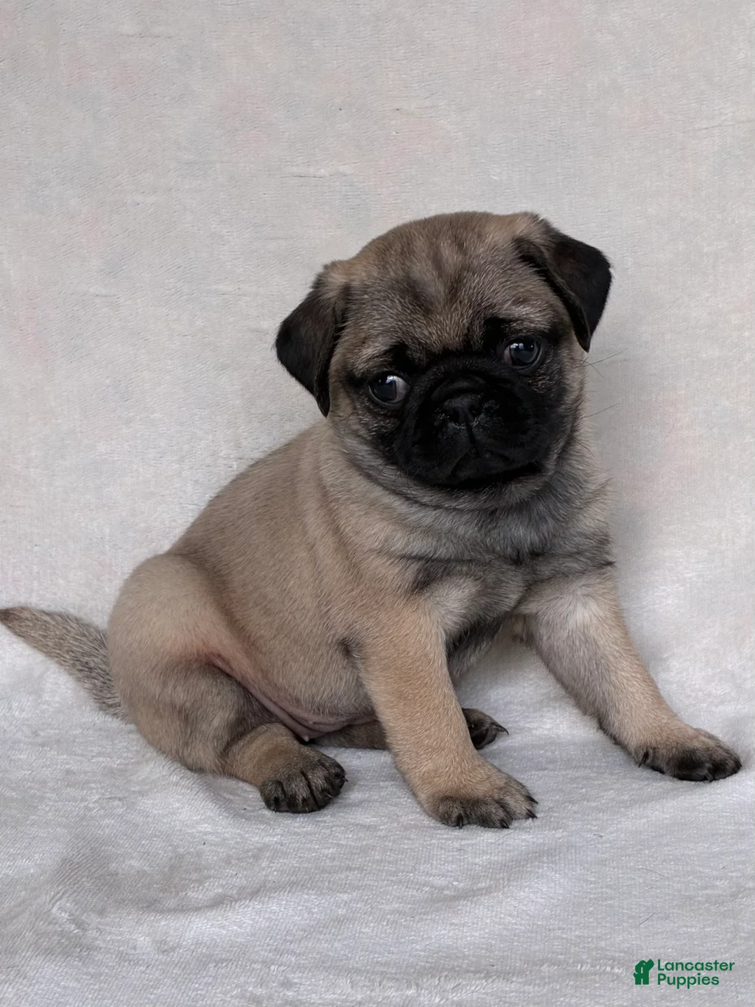 Pug dogs for sale: Holly - Ad 5