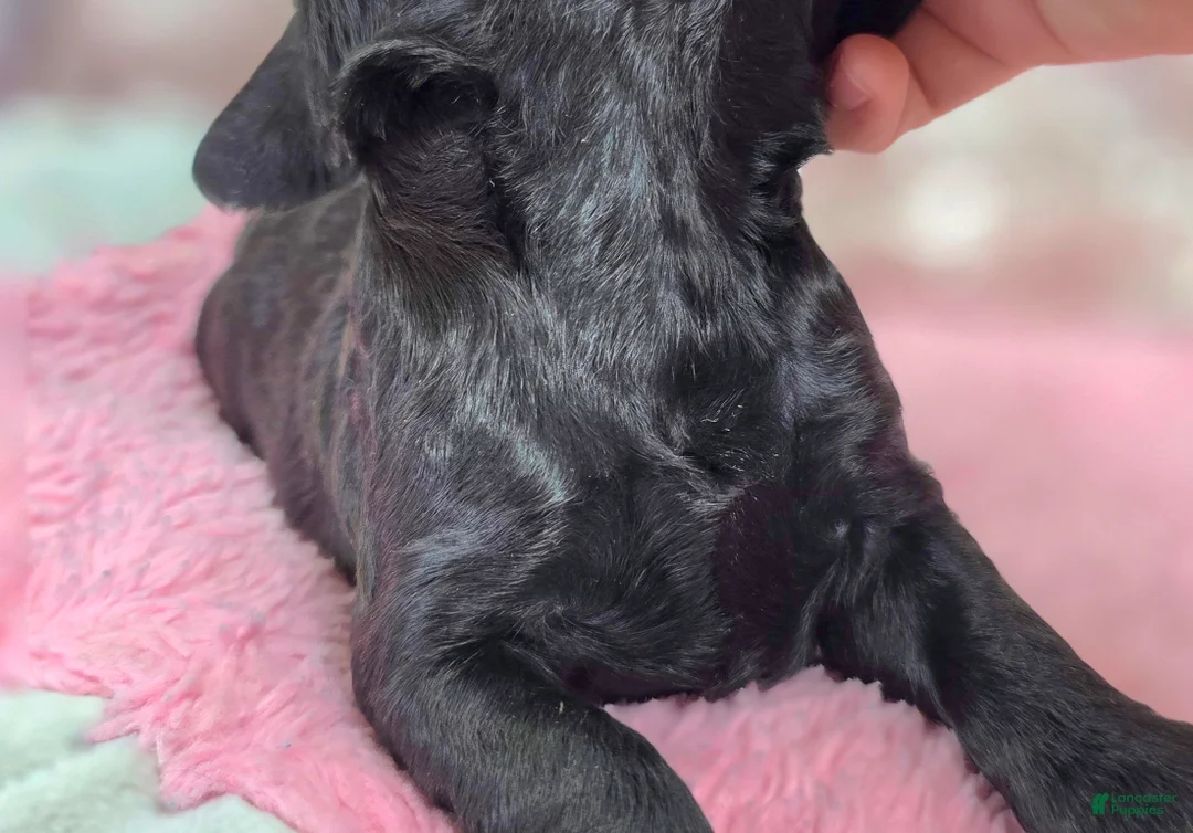 Cockapoo dogs for sale: Frostbite - Ad 8